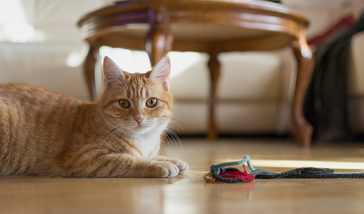 Voor binnenkatten rijk aan verse kalkoen