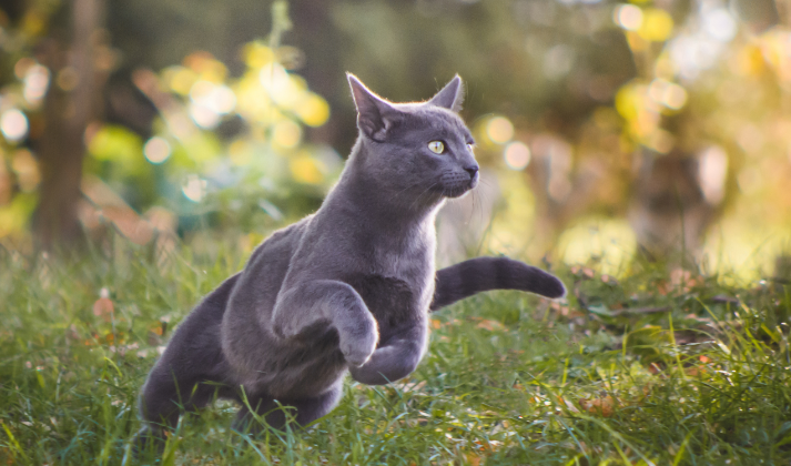 Pour chat adulte riche en poulet frais