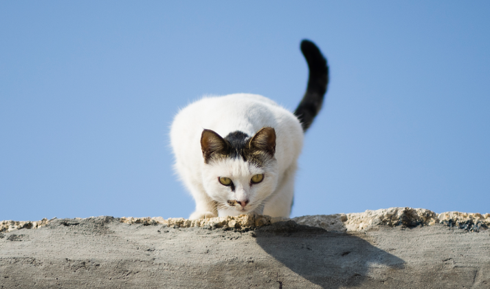 Pour chats stérilisés riches en boeuf frais