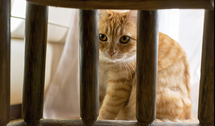 Effilés cuits à la vapeur avec saumon et argousier en sauce pour chaton