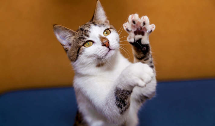 Graanvrije Kussentjes met rundvlees en bosbessen